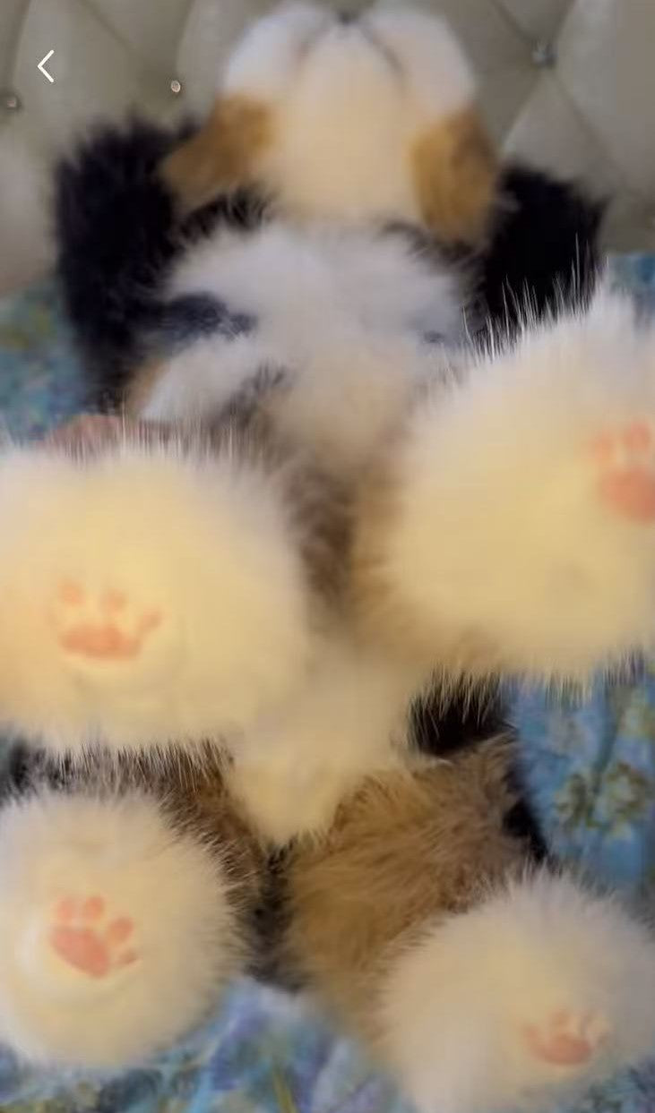 Handmade plush toy Bernese Mountain Dog (about 40cm)